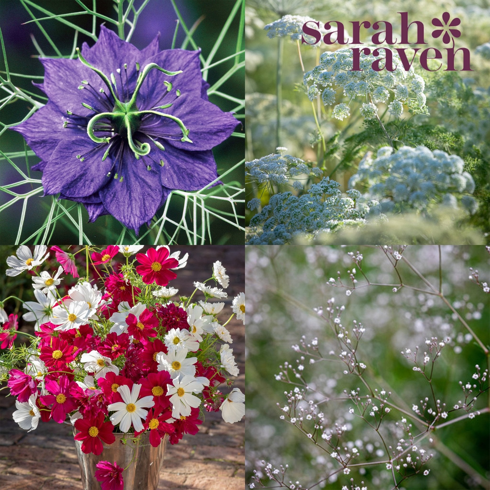 Sarah Raven x Biscuiteers Seeds - Biscuiteers